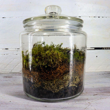 Mossarium DIY Terrarium Kit - Flower and Twig Nursery