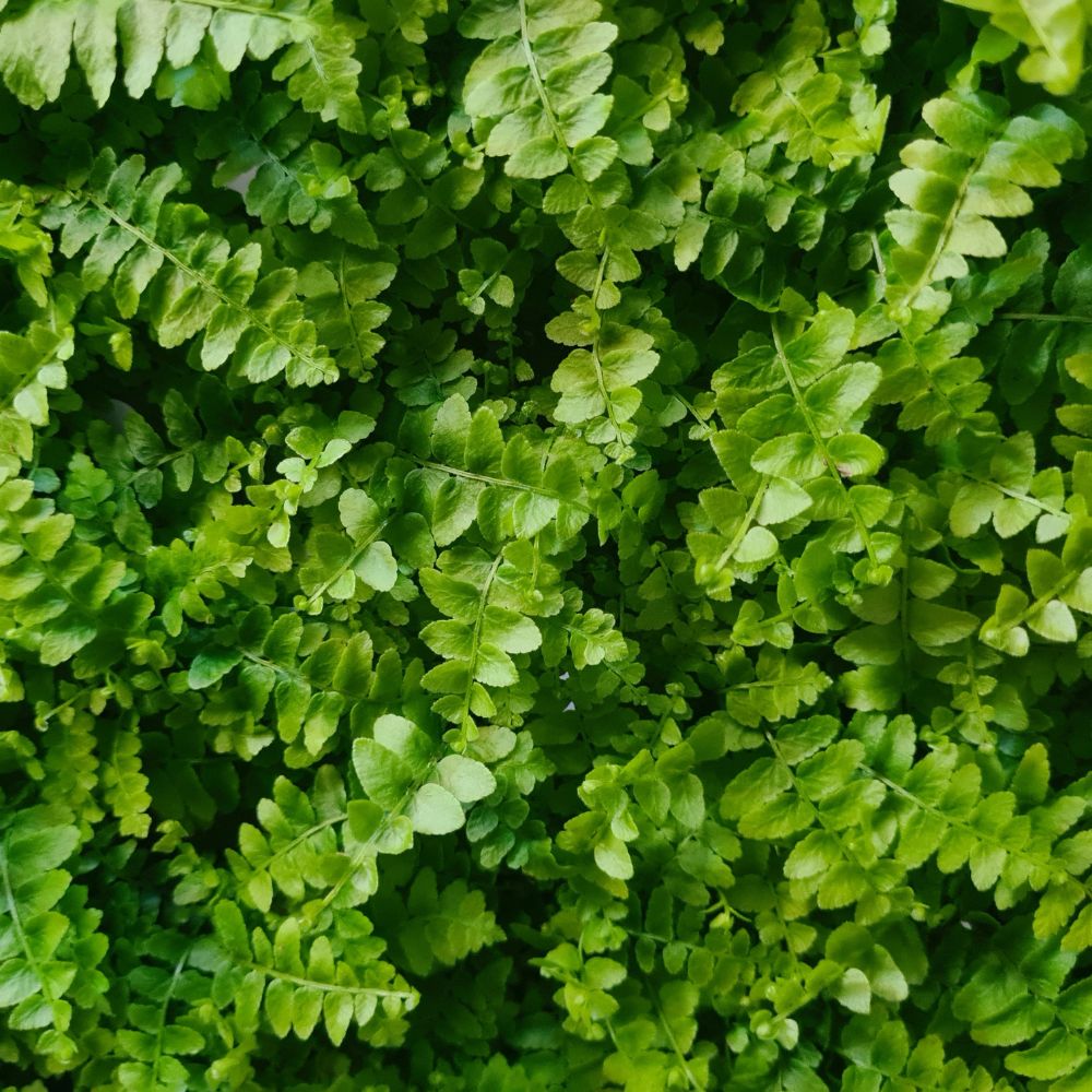 Nephrolepis 'Boston Montana' - Flower and Twig Nursery