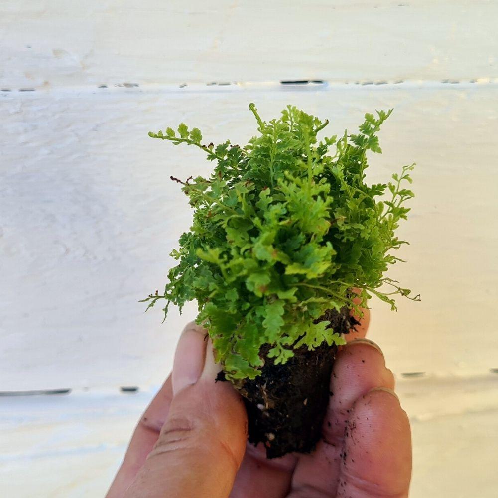 Nephrolepis 'Cotton Candy' - Flower and Twig Nursery