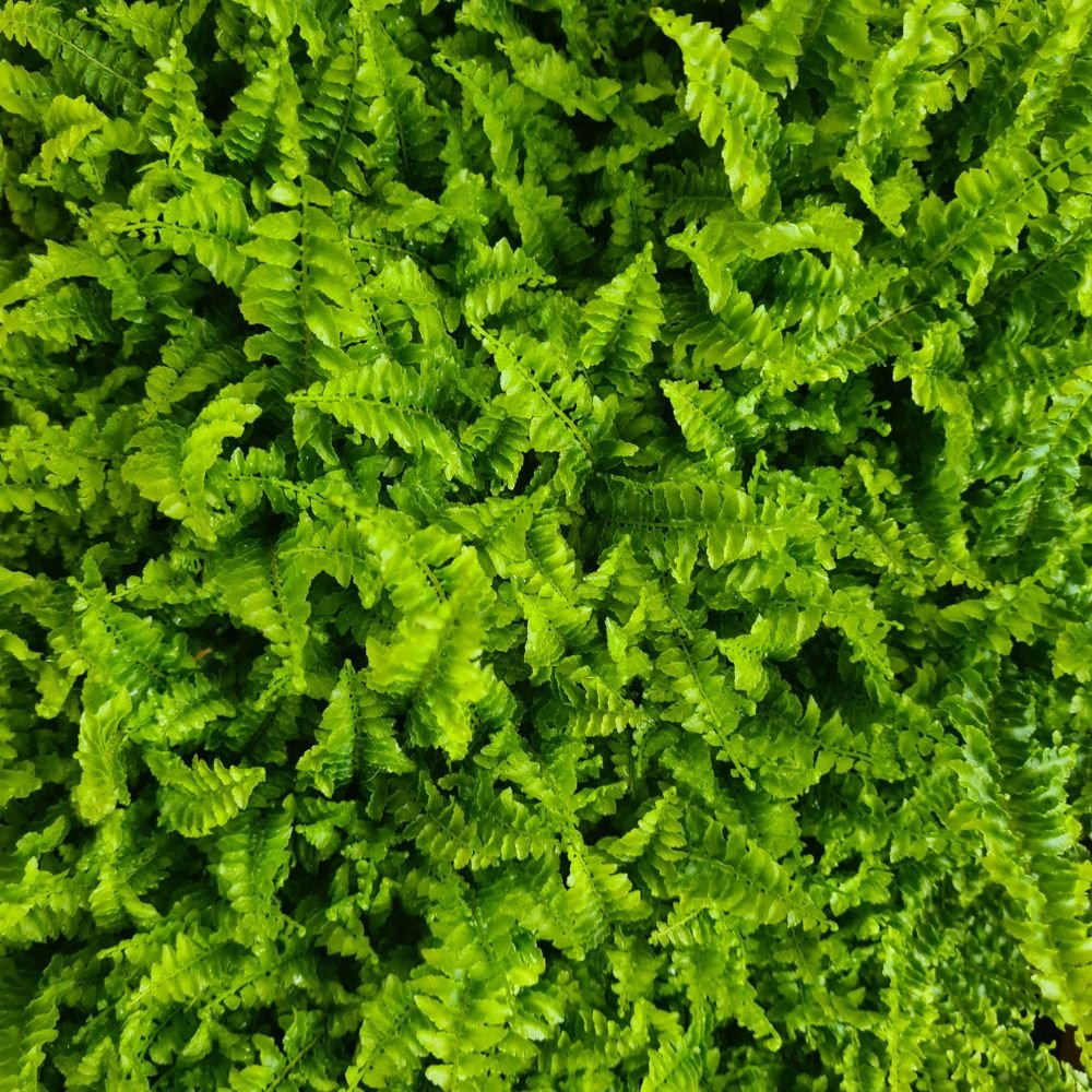 Nephrolepis 'Fluffy Ruffles' Plug Plant - Flower and Twig Nursery