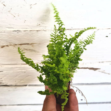 Nephrolepis 'Fluffy Ruffles' Plug Plant - Flower and Twig Nursery