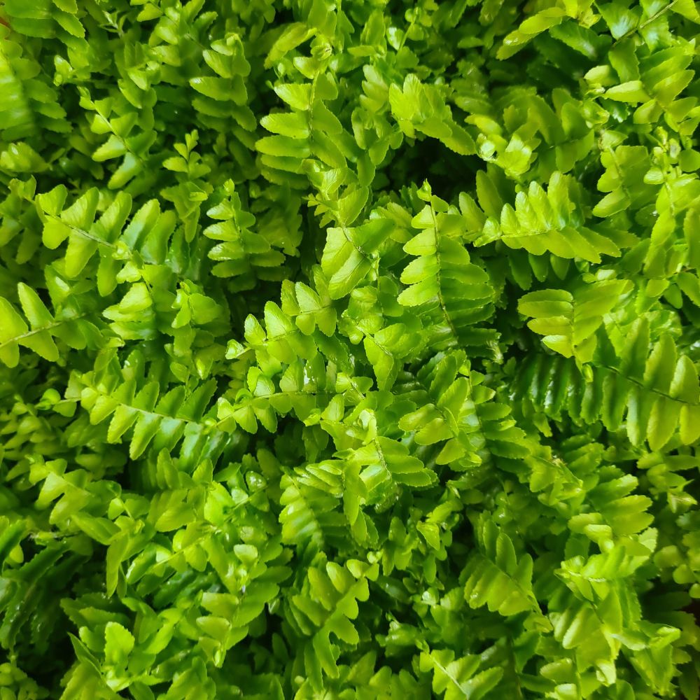 Nephrolepis 'Kimberly Queen' - Flower and Twig Nursery