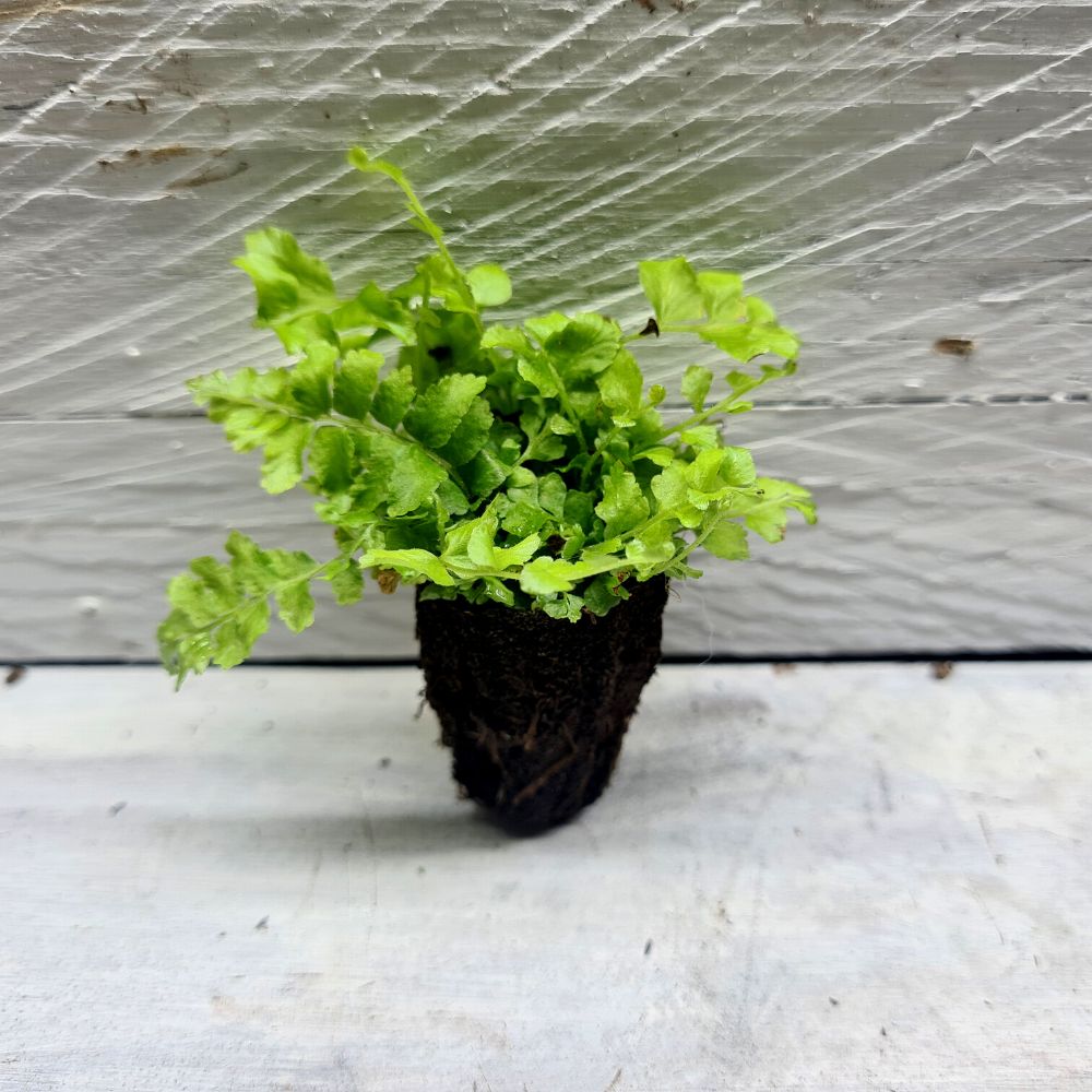 Nephrolepis 'Teddy Junior' - Flower and Twig Nursery