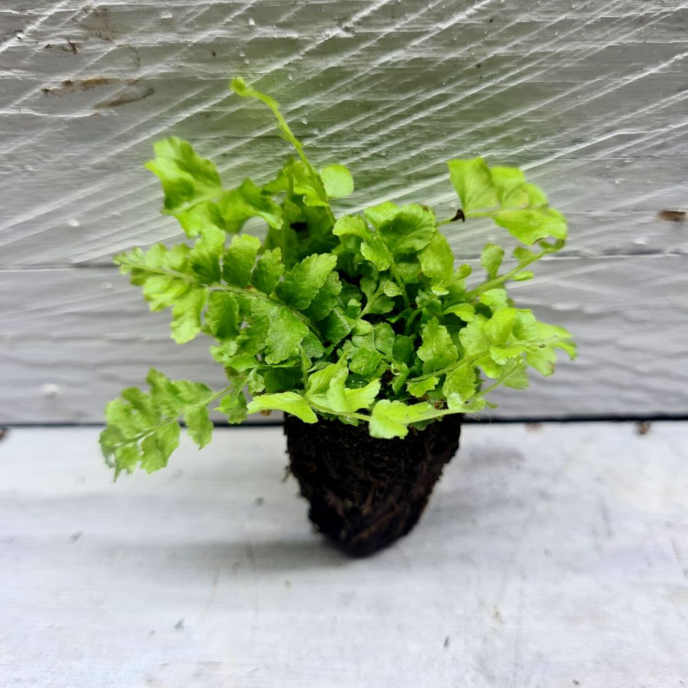 Nephrolepis 'Teddy Junior' - Flower and Twig Nursery