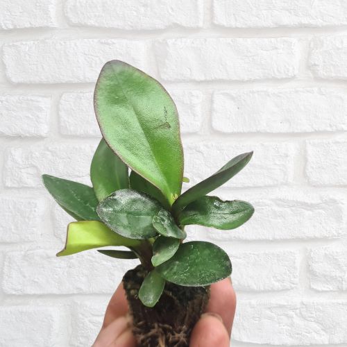 Peperomia clusiifolia - Flower and Twig Nursery