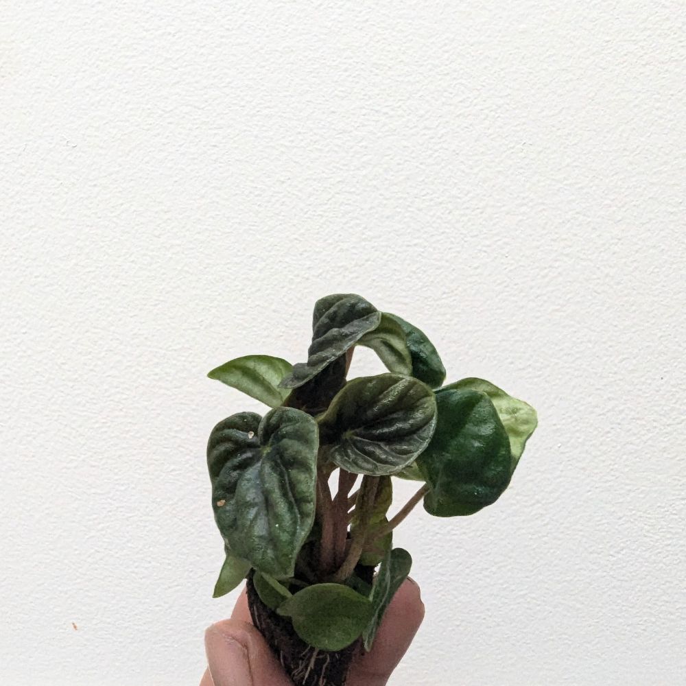 Peperomia 'Lilian' - Flower and Twig Nursery