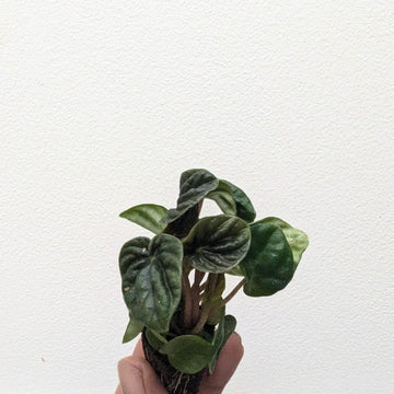 Peperomia 'Lilian' - Flower and Twig Nursery