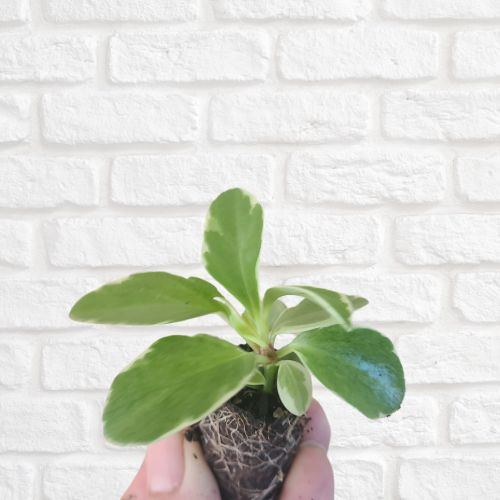 Peperomia obtusifolia 'Variegata' - Flower and Twig Nursery