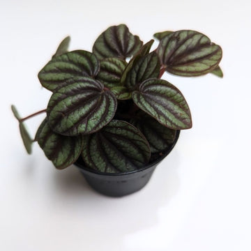 Peperomia 'Piccolo Banda' - Flower and Twig Nursery