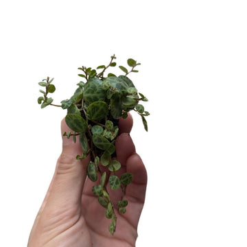 Peperomia prostrata - String of Turtles - Flower and Twig Nursery