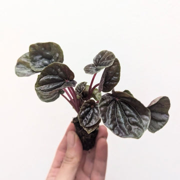 Peperomia 'Red Beauty' - Flower and Twig Nursery