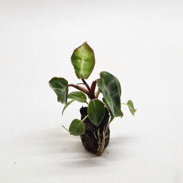 Philodendron billietiae - Flower and Twig Nursery