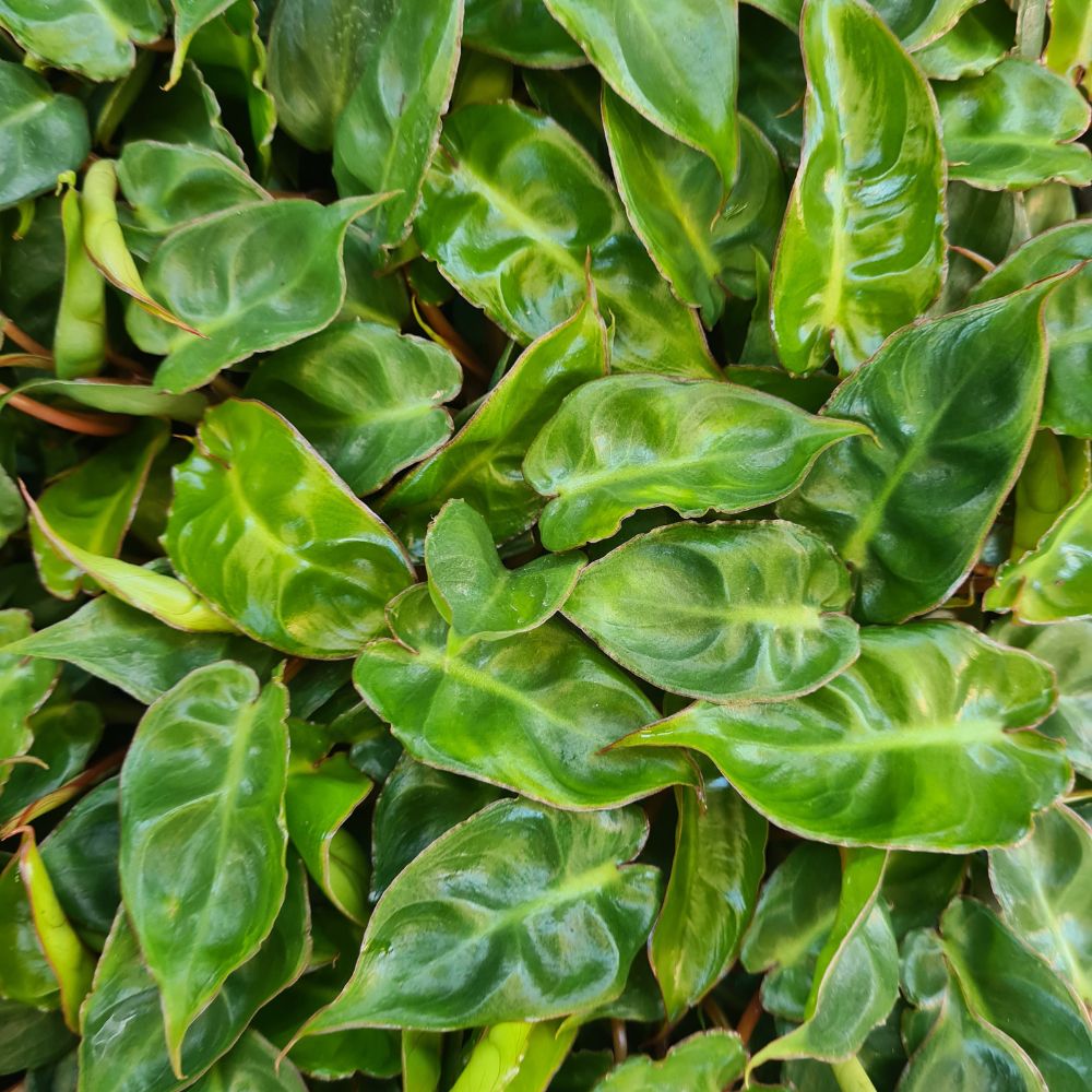 Philodendron billietiae - Flower and Twig Nursery