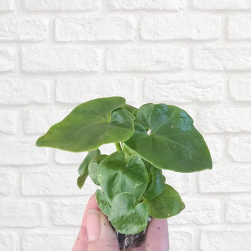 Philodendron 'Super Atom' - Flower and Twig Nursery