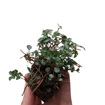 Pilea glauca 'Silver Sprinkles' - Flower and Twig Nursery