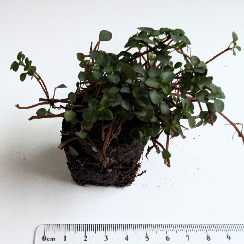 Pilea glauca 'Silver Sprinkles' - Flower and Twig Nursery