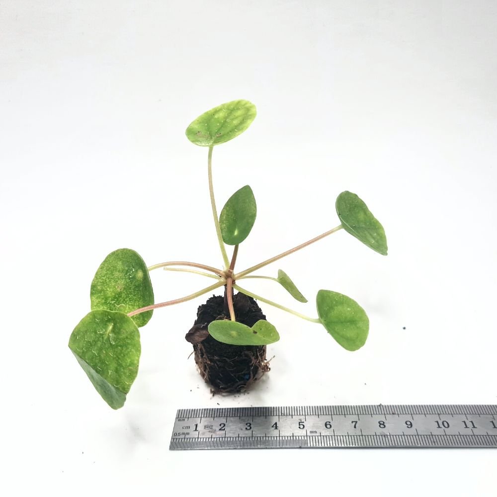 Pilea peperomioides - Flower and Twig Nursery