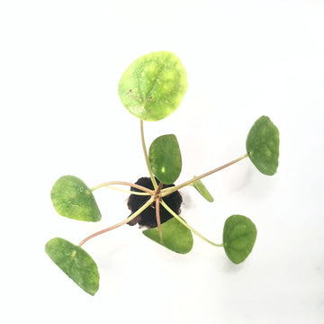 Pilea peperomioides - Flower and Twig Nursery