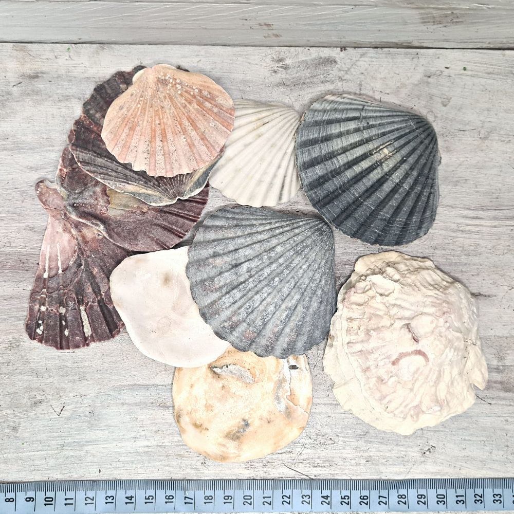 Large Square Flat Shell Premium Flat Shells x 10