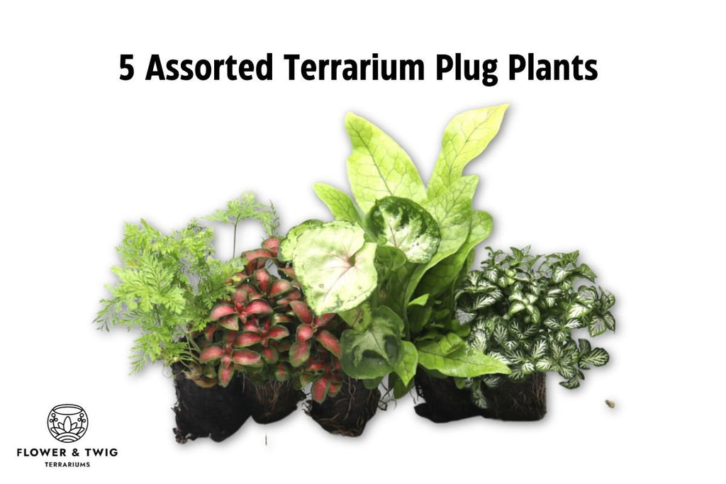 Rainforest Eden DIY Terrarium Kit - Flower and Twig Nursery