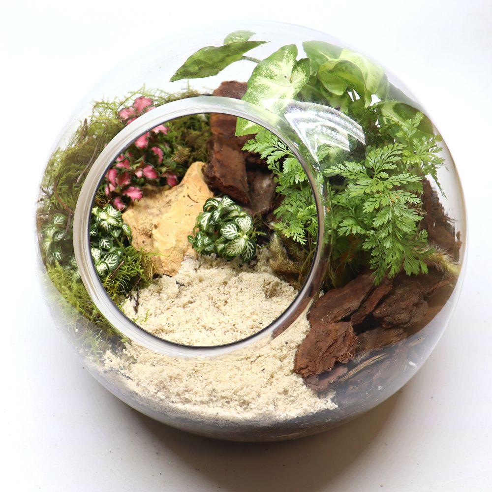 Rainforest Orb DIY Terrarium Kit - 2 Sizes Available - Flower and Twig Nursery