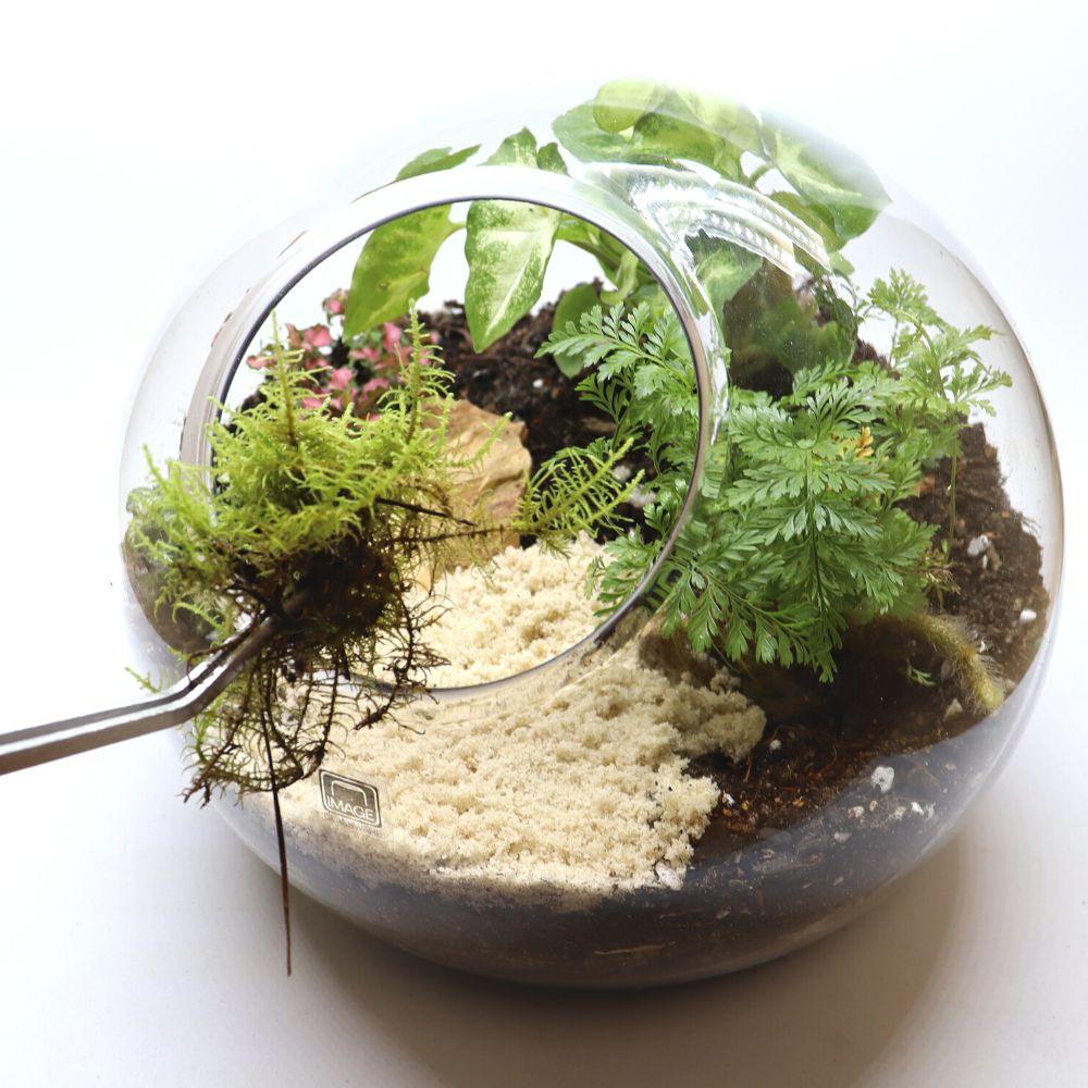 Rainforest Orb DIY Terrarium Kit - 2 Sizes Available - Flower and Twig Nursery