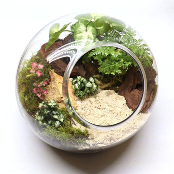 Rainforest Orb DIY Terrarium Kit - 2 Sizes Available - Flower and Twig Nursery