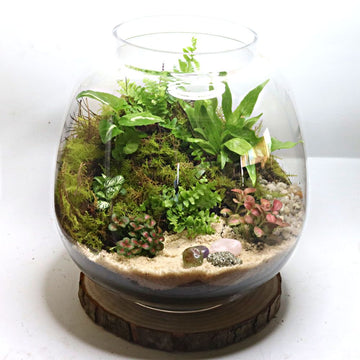 Rainforest Treasure DIY Terrarium Kit - Flower and Twig Nursery