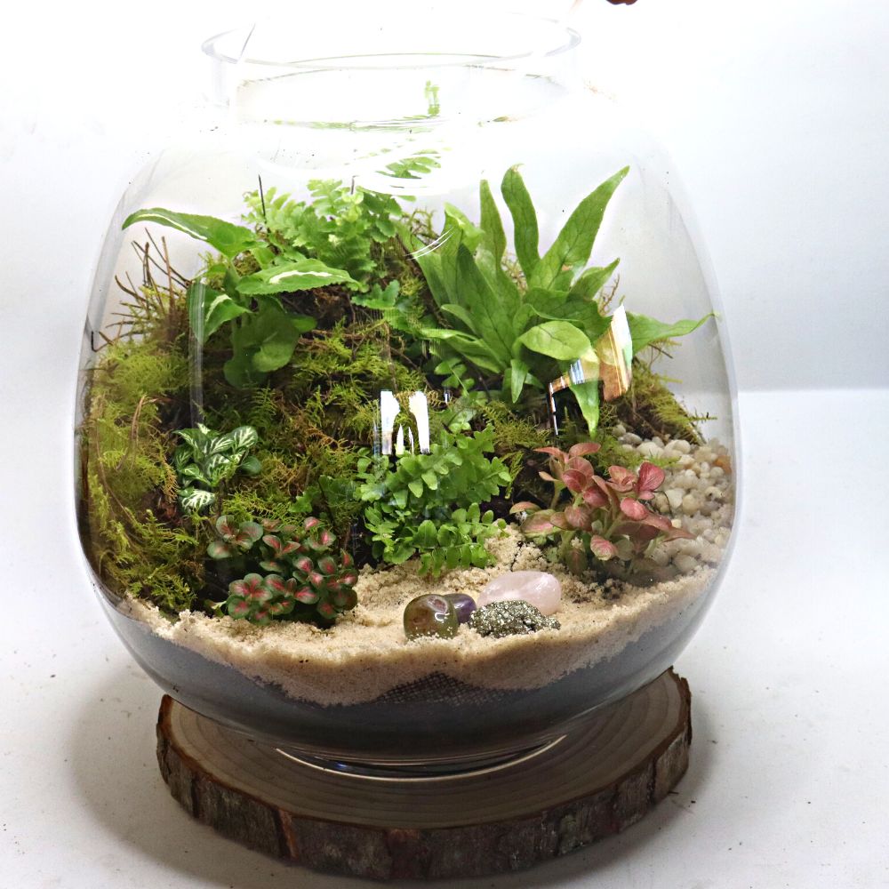 Rainforest Treasure DIY Terrarium Kit - Flower and Twig Nursery