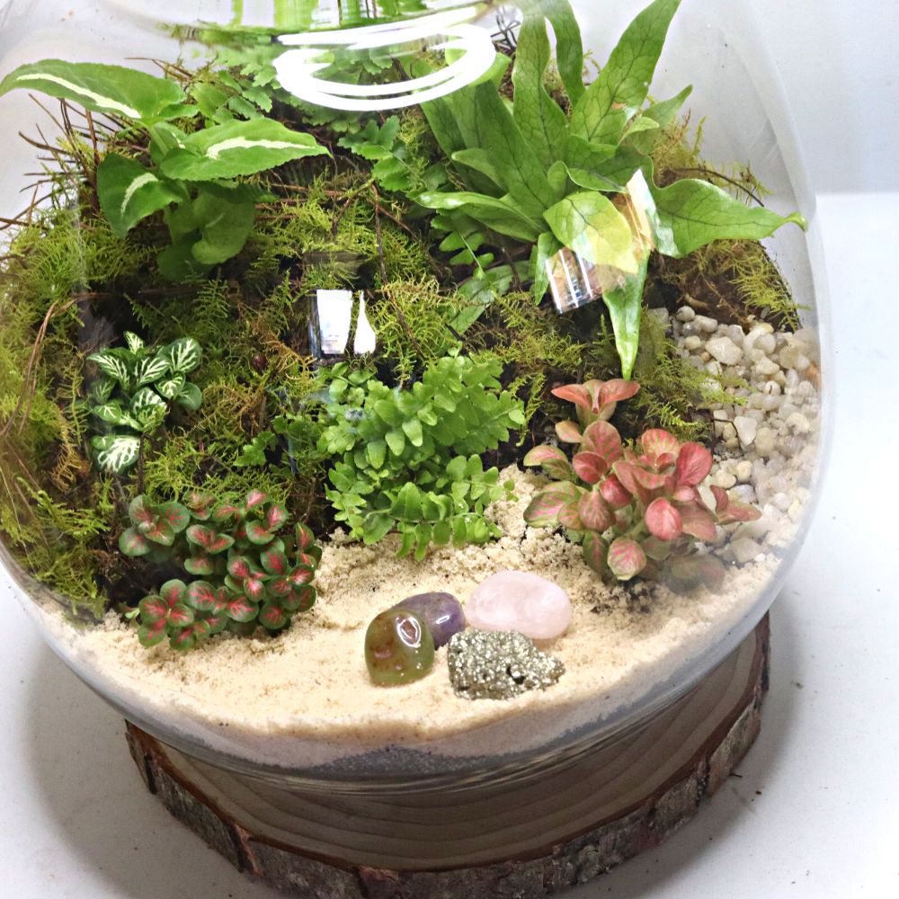 Rainforest Treasure DIY Terrarium Kit - Flower and Twig Nursery