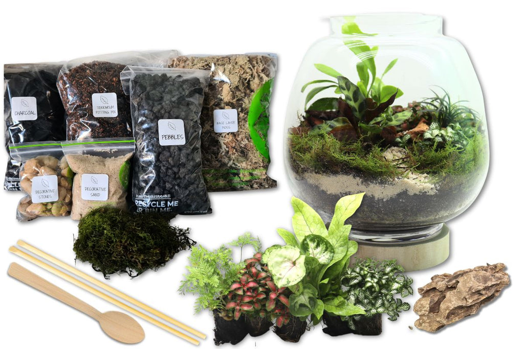 Rainforest Walk DIY Terrarium Kit - Flower and Twig Nursery