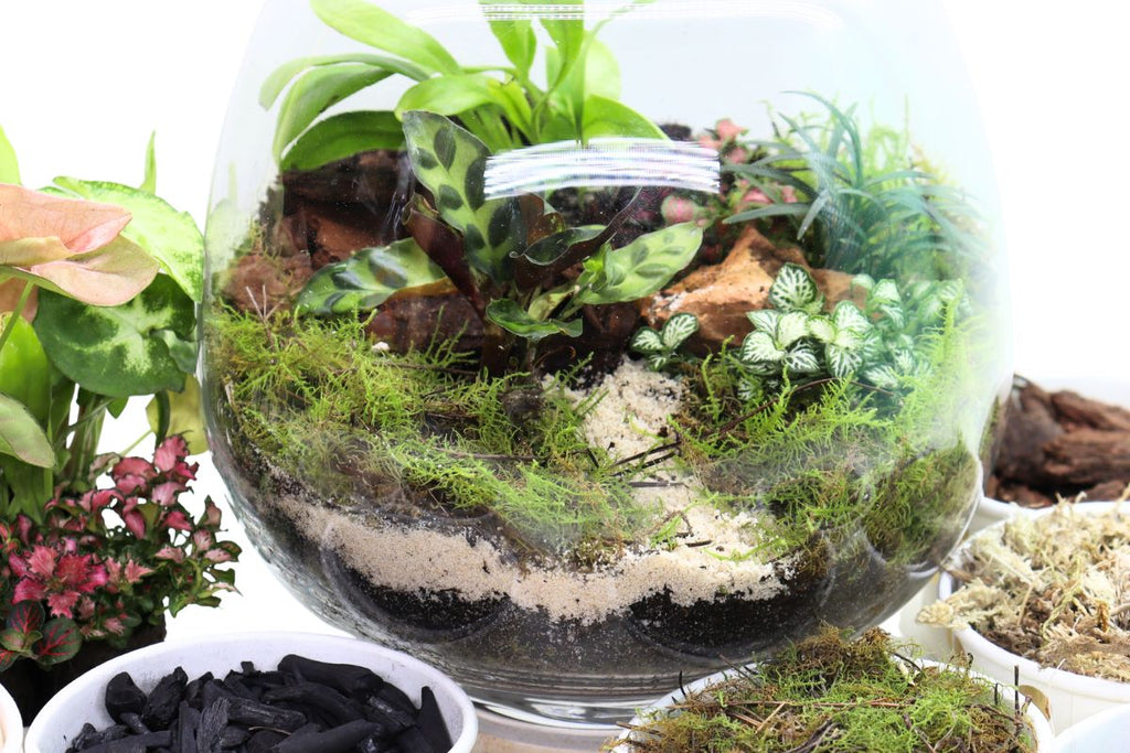 Rainforest Walk Gift Set - Flower and Twig Nursery