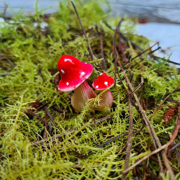 Red Mushroom Pair - Flower and Twig Nursery