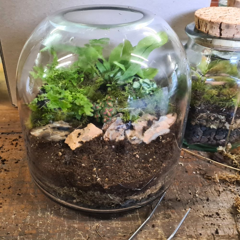 Seabreeze Garden DIY Terrarium Kit - Flower and Twig Nursery