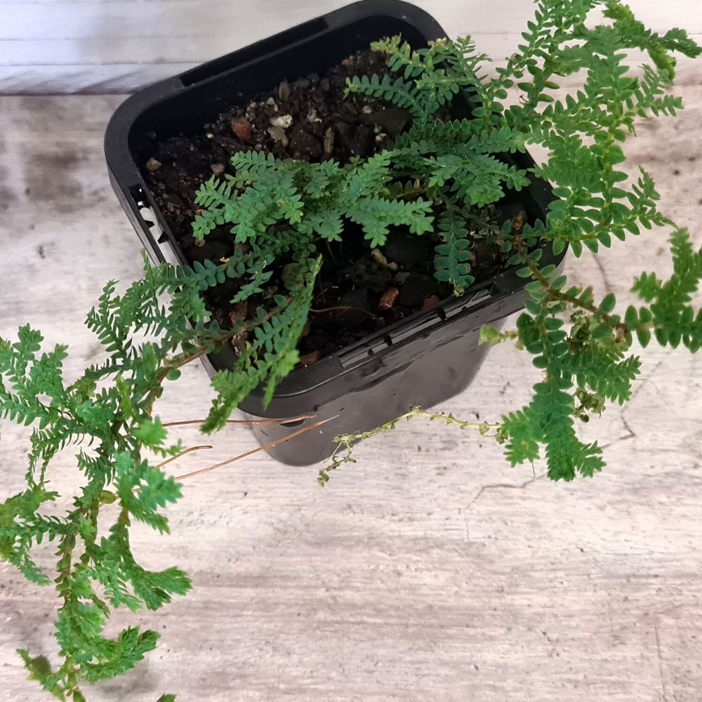 Selaginella 'Blue Feather' - Flower and Twig Nursery