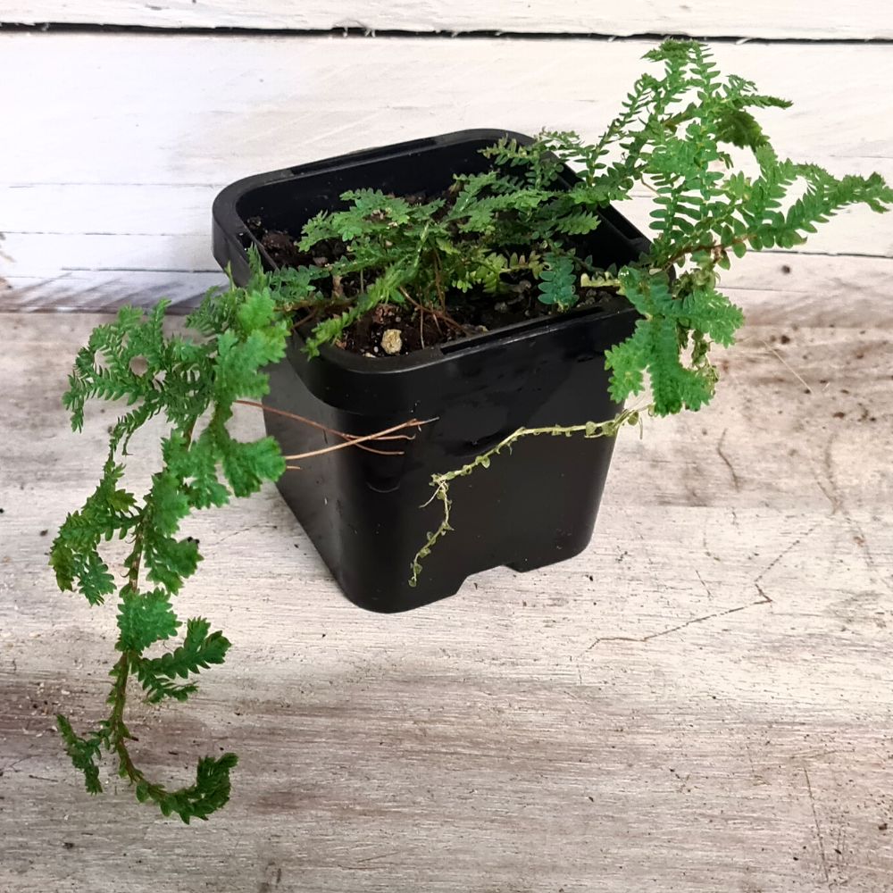 Selaginella 'Blue Feather' - Flower and Twig Nursery