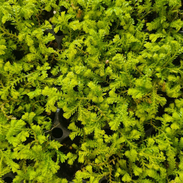 Selaginella 'Gold' - Flower and Twig Nursery