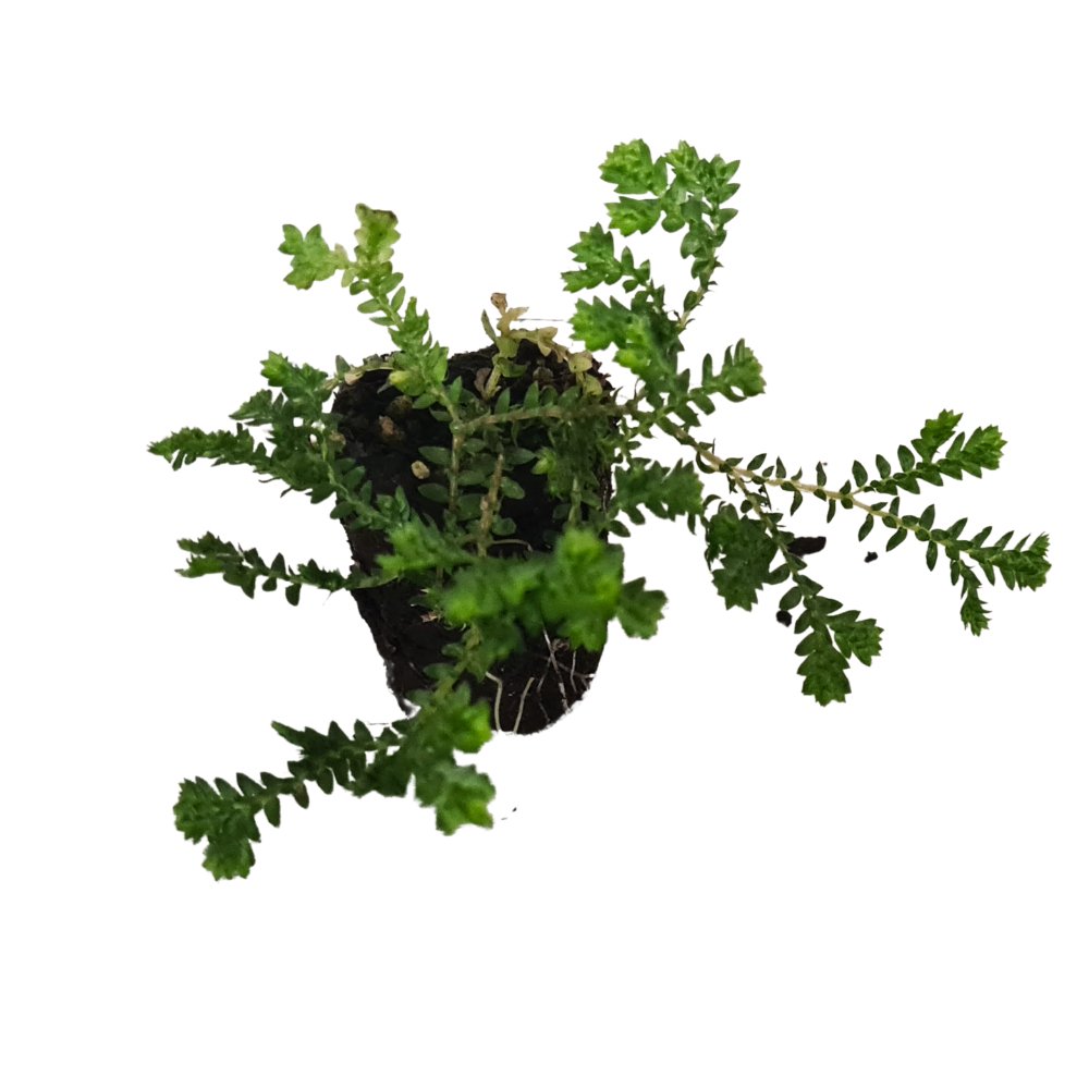 Selaginella 'Green' - Flower and Twig Nursery