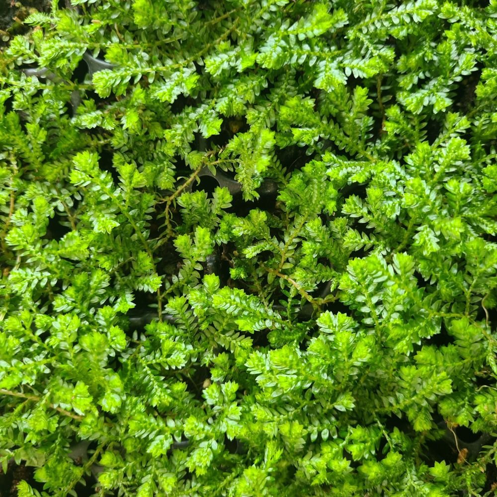 Selaginella 'Green' - Flower and Twig Nursery