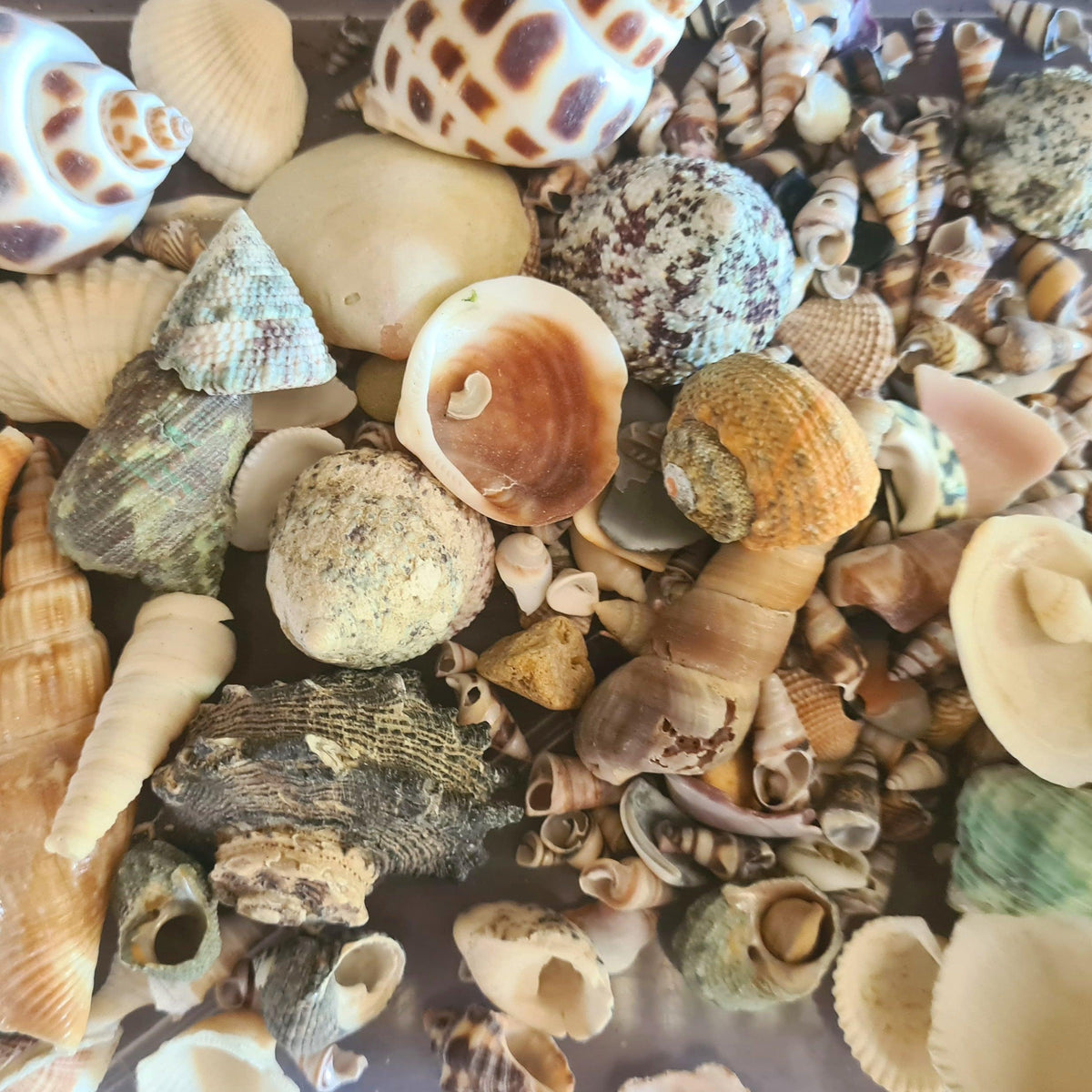 Shell Mix 50-60 Pieces – Flower and Twig Nursery