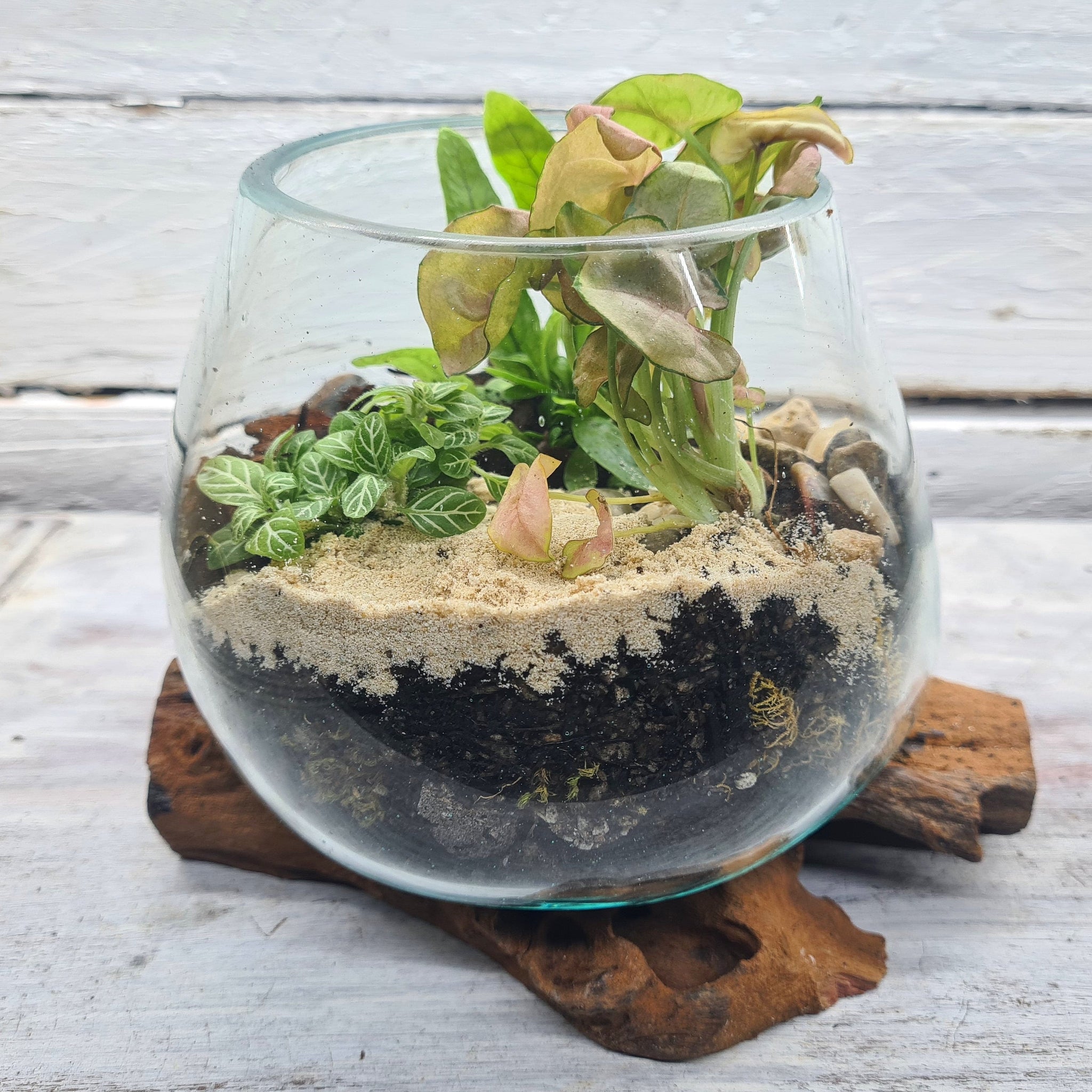 Mini Glass and Driftwood Terrariums Mini Glass and Driftwood Terrariums