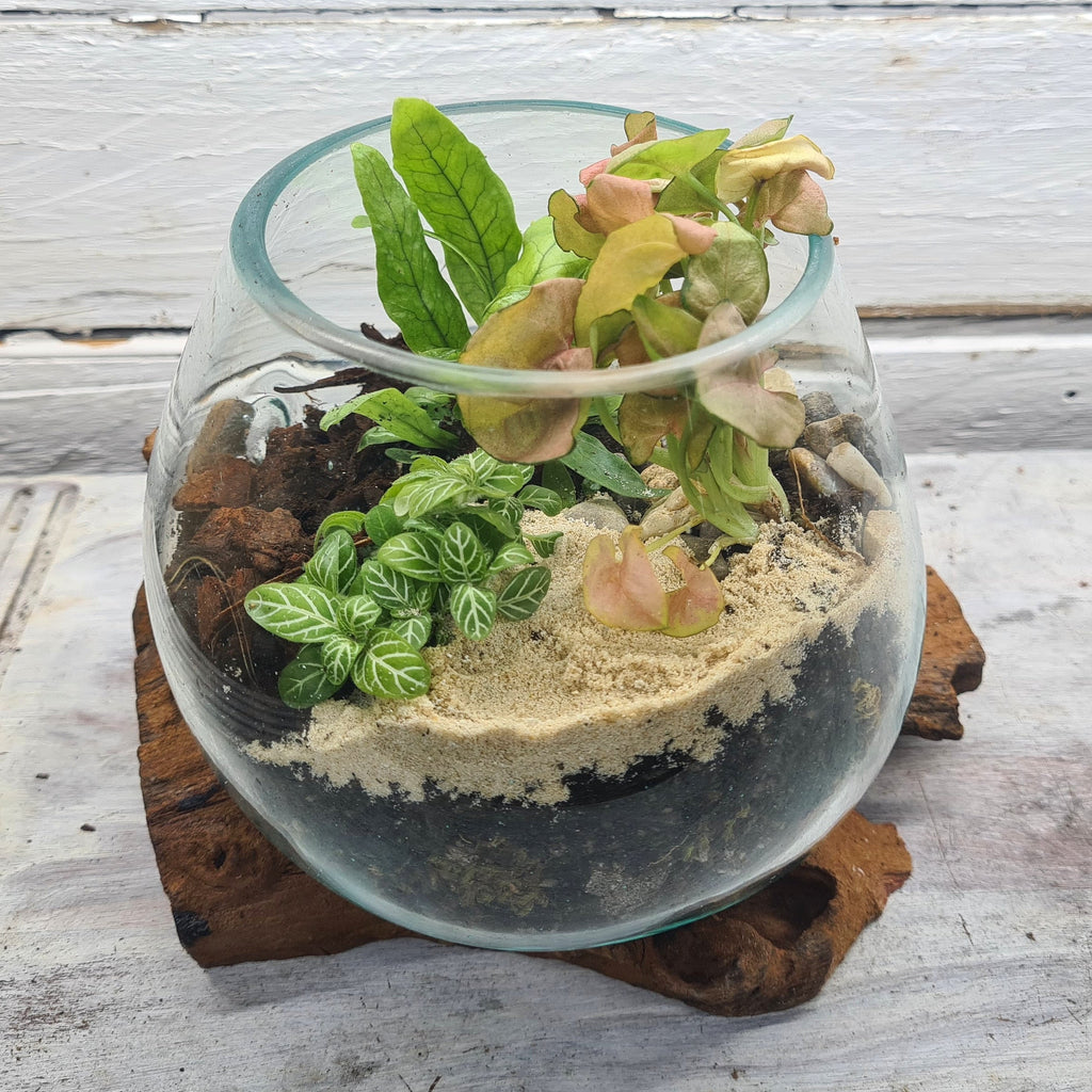 Small Glass & Driftwood DIY Terrarium Kit - Flower and Twig Nursery
