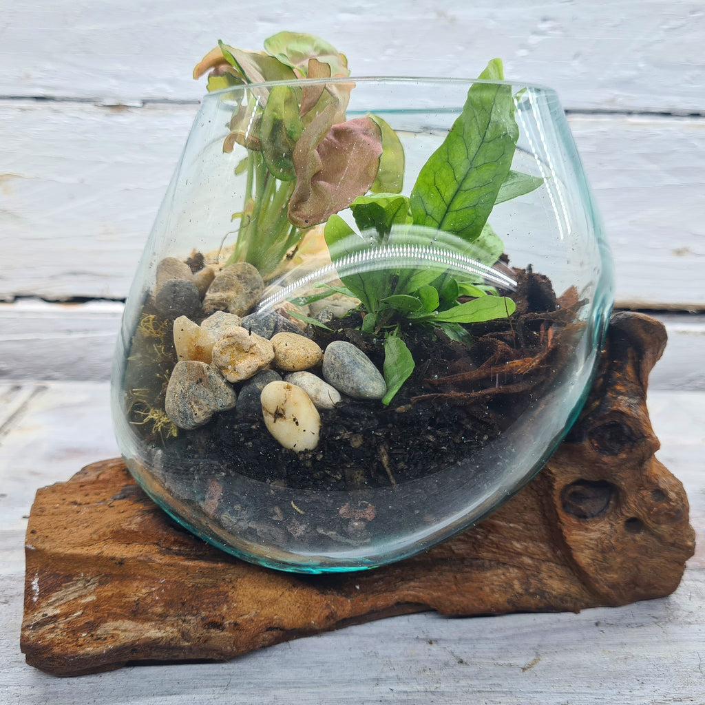 Small Glass & Driftwood DIY Terrarium Kit - Flower and Twig Nursery