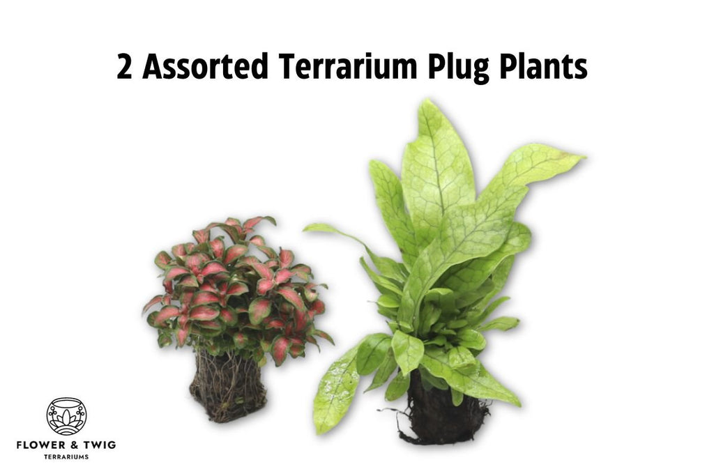 Small Woodland Cork DIY Terrarium Kit - Flower and Twig Nursery