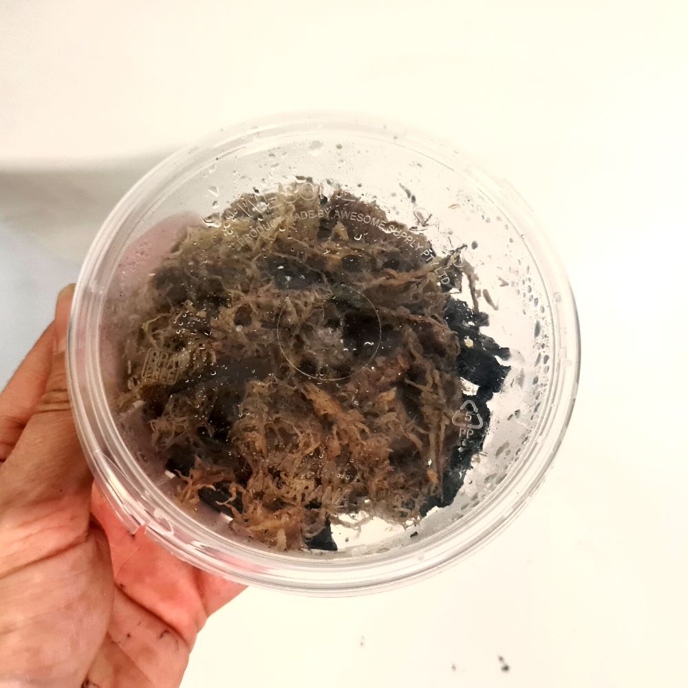 Springtails - Flower and Twig Nursery