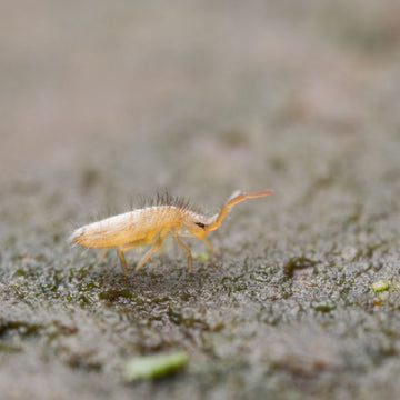 Springtails - Flower and Twig Nursery