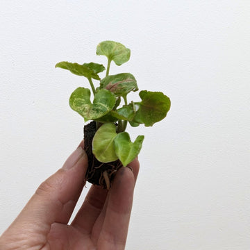 Syngonium 'Berry' - Flower and Twig Nursery