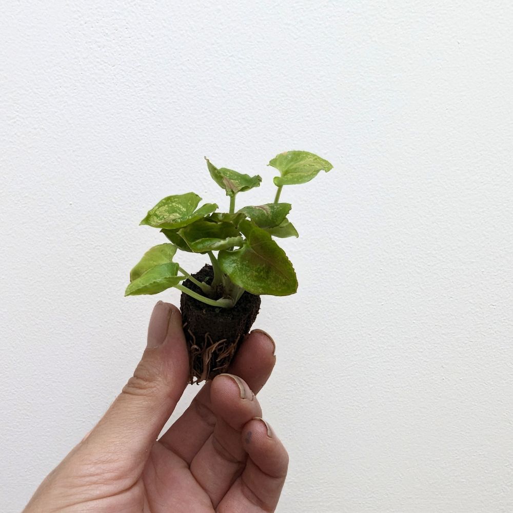 Syngonium 'Berry' - Flower and Twig Nursery