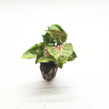 Syngonium 'Dwarf Princess' - Flower and Twig Nursery