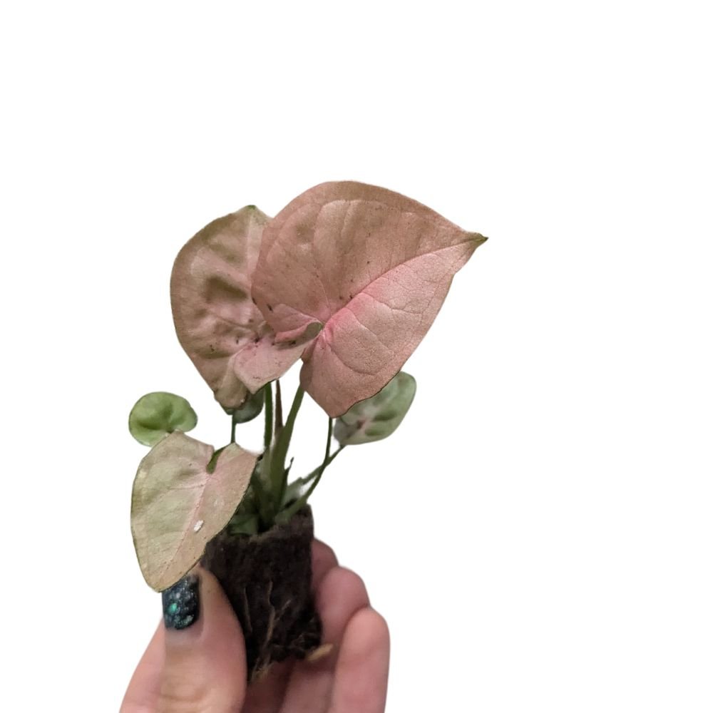 Syngonium 'Neon' - Flower and Twig Nursery